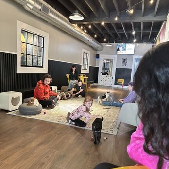 Mac Tabby Cat Cafe - Cats - Themed Cafes Near Me - Salisbury, North Carolina Mac Tabby Cat Cafe - Cats - Themed Cafes Near Me - Salisbury, North Carolina