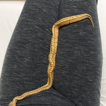 Killer Clutches - Lemonblast Ball Python - Reptile Shops Near Me - Chico, California