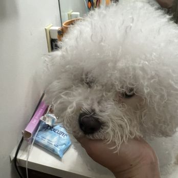 Mutt Cuts Mobile Grooming - My maltipoo - Pet Groomers Near Me Mutt Cuts Mobile Grooming - My maltipoo - Pet Groomers Near Me
