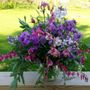 Locust Acres in Bloom