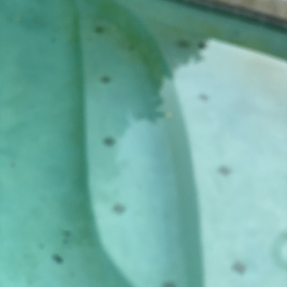 The Pool Magician - Pool gone green while serviced by pool magician - Pool Cleaners Near Me - Glendale, Arizona The Pool Magician - Pool gone green while serviced by pool magician - Pool Cleaners Near Me - Glendale, Arizona