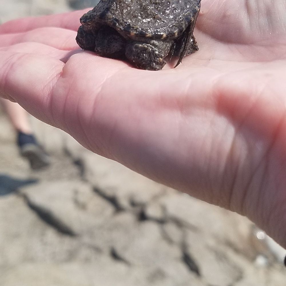 Falls Park - The baby snapping turtle! It was a shy little one :) - Parks Near Me - Sioux Falls, South Dakota Falls Park - The baby snapping turtle! It was a shy little one :) - Parks Near Me - Sioux Falls, South Dakota