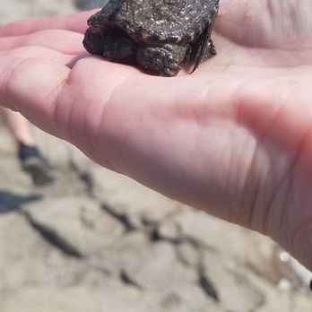 Falls Park - The baby snapping turtle! It was a shy little one :) - Parks Near Me - Sioux Falls, South Dakota
