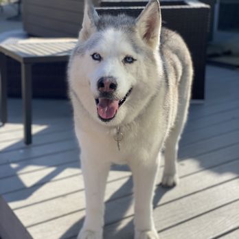 Your Elegant Pet - Husky baby all clean and spiffy! - Pet Stores Near Me - Lakewood, California Your Elegant Pet - Husky baby all clean and spiffy! - Pet Stores Near Me - Lakewood, California