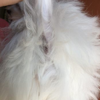 A Clip Above - Bottom area wasn't cleaned up at all! - Pet Groomers Near Me - Centennial, Colorado