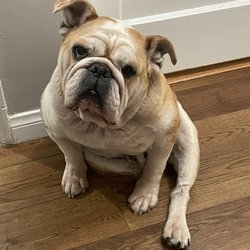 Groom & Board - Peanut butter who is a foster so you can have a great low maintenance dog but he has to be only pet! Great w kids too!