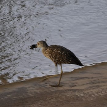 Waugh Drive Bat Colony - A juvenile night heron eating a fallen bat. - Local Flavor Near Me - Houston, Texas Waugh Drive Bat Colony - A juvenile night heron eating a fallen bat. - Local Flavor Near Me - Houston, Texas