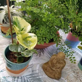Gratitude Greenhouse - Maidenhair fern - Gardeners Near Me Gratitude Greenhouse - Maidenhair fern - Gardeners Near Me