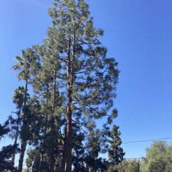 Angel Tree Care - Pines after! - Tree Services Near Me Angel Tree Care - Pines after! - Tree Services Near Me