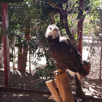 Wildlife Learning Center - Bald eagle - Zoos Near Me - Sylmar, California Wildlife Learning Center - Bald eagle - Zoos Near Me - Sylmar, California