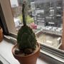 Plants Etc