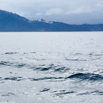 Eagle Wing Tours - orca family - Boat Charters Near Me - Victoria, British Columbia Eagle Wing Tours - orca family - Boat Charters Near Me - Victoria, British Columbia