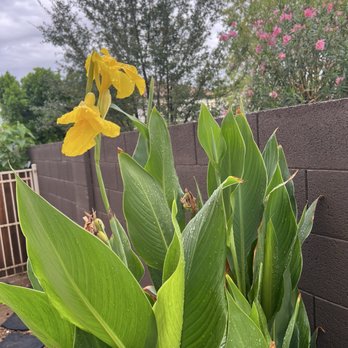 Garden Exchange Stands - Yellow canna Lily - Community Gardens Near Me - Mesa, Arizona