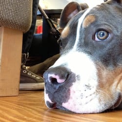 Apotheca Salon and Boutique - Dog friendly environment!