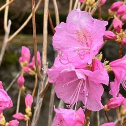 Lasdon Public Gardens