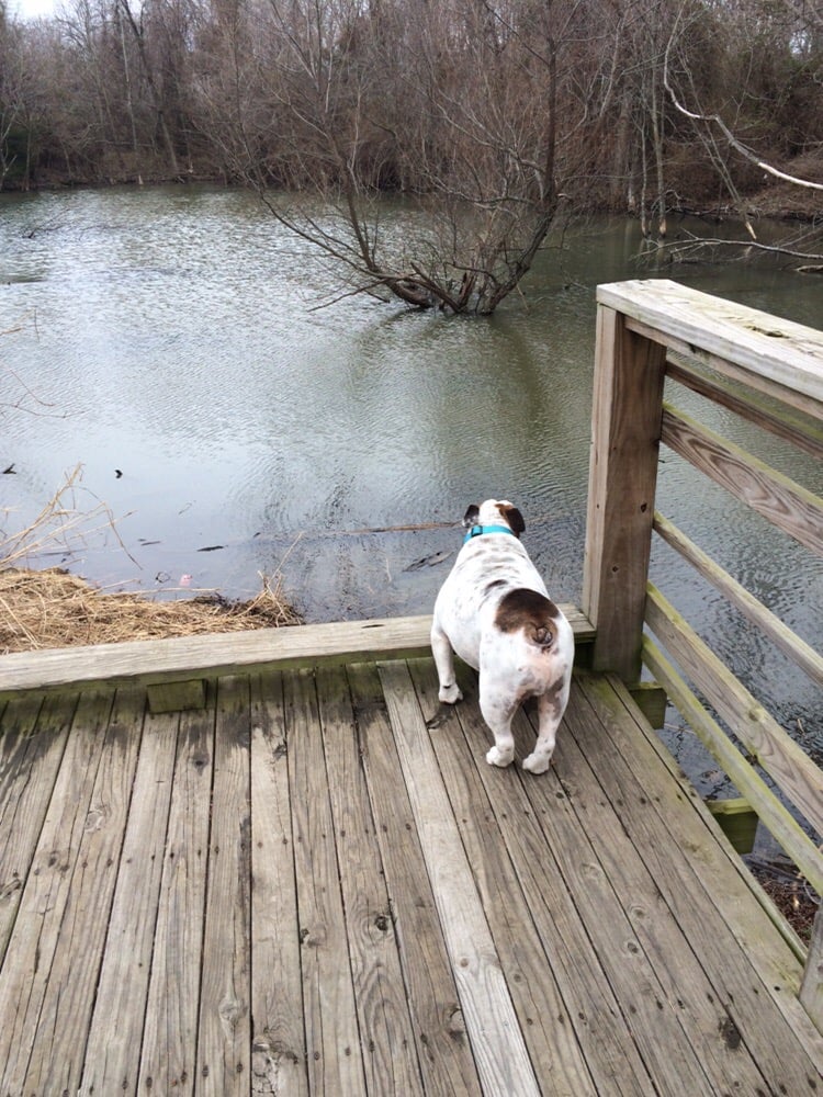 FAYETTEVILLE IAMS DOG PARK 16 Photos & 13 Reviews 1595 N Dartmouth