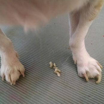 Moak's Dog Grooming - Does your dog have long nails ? I can fix that as a walk in .I clip & file $7 always done as a walk in. - Pet Groomers Near Me - Paradise, California Moak's Dog Grooming - Does your dog have long nails ? I can fix that as a walk in .I clip & file $7 always done as a walk in. - Pet Groomers Near Me - Paradise, California