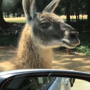 Alabama Safari Park - Such a cutie. - Zoos Near Me - Hope Hull, Alabama