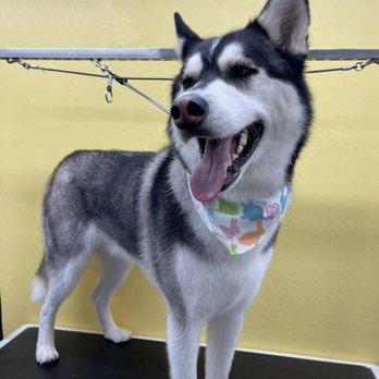 Brock's Pet Grooming - .. - Pet Groomers Near Me - Prescott, Arizona Brock's Pet Grooming - .. - Pet Groomers Near Me - Prescott, Arizona