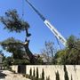 Discipline Tree Service