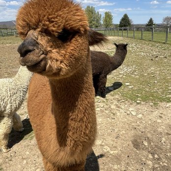 Pohopoco Creek Alpacas - Attraction Farms Near Me - Effort, Pennsylvania Pohopoco Creek Alpacas - Attraction Farms Near Me - Effort, Pennsylvania