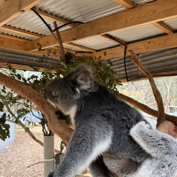 Kangaroo Island Wildlife Park - Seddon, SA