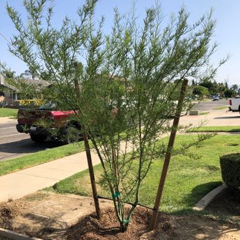 Moon Valley Nurseries - Palo Verde Museum Tree - Tree Services Near Me - Chino, California Moon Valley Nurseries - Palo Verde Museum Tree - Tree Services Near Me - Chino, California