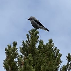 Wallowa Lake Tramway - Clarks Nutcracker