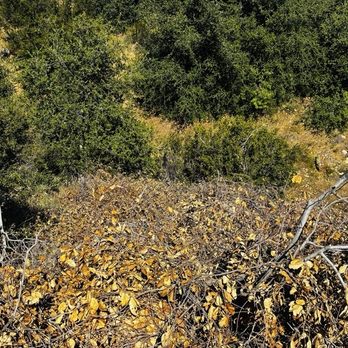 Bogart Regional Park - Parks Near Me - Cherry Valley, California