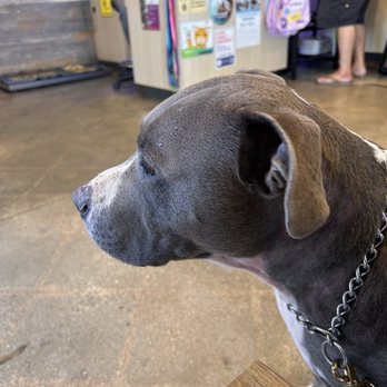 Vetco Total Care - Hank patiently waiting to be seen by his favorite staff at vetco - Veterinarians Near Me - Lakewood, California Vetco Total Care - Hank patiently waiting to be seen by his favorite staff at vetco - Veterinarians Near Me - Lakewood, California