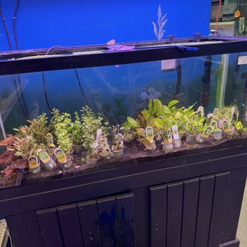 A2Z Aquariums - Aquatic plants for sale. - Local Fish Stores Near Me - Avondale, Arizona