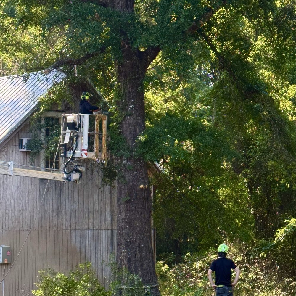 True Cut Tree Service - Tree Services Near Me - Gainesville, Florida True Cut Tree Service - Tree Services Near Me - Gainesville, Florida