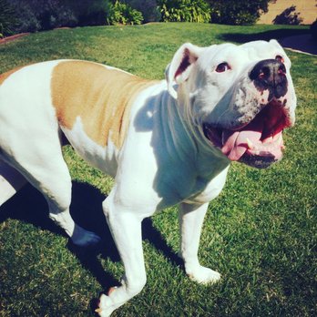 Animal Surgical Group - Olive Oil the bulldog says thank you! - Veterinarians Near Me - Arroyo Grande, California