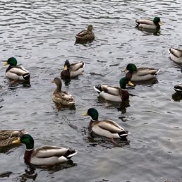 Mallard Ducks (M & F) Mallard Ducks (M & F)