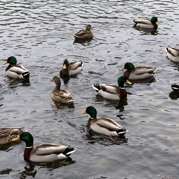 Oakland Lake - Mallard Ducks (M & F) - Lakes Near Me - Oakland Gardens, New York Oakland Lake - Mallard Ducks (M & F) - Lakes Near Me - Oakland Gardens, New York