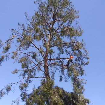 Hector Tree Care - Cleaning a pine tree. - Tree Services Near Me Hector Tree Care - Cleaning a pine tree. - Tree Services Near Me