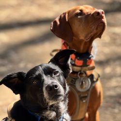 Peninsula Tails On Trails