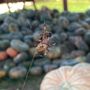 Photo of Spartan Pest Service