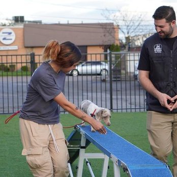 K9 Mania Dog Training - Pet Training Near Me - Deer Park, New York K9 Mania Dog Training - Pet Training Near Me - Deer Park, New York