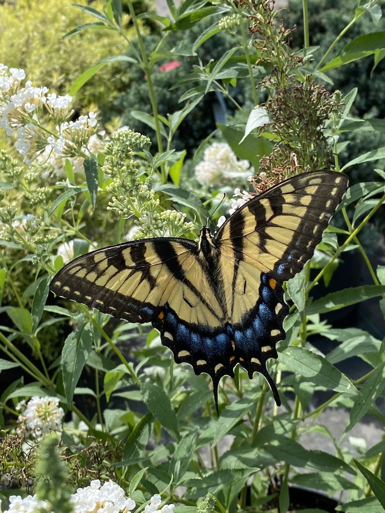 LOWE’S NURSERY Updated August 2024 13 Photos 2357 Shady View Rd