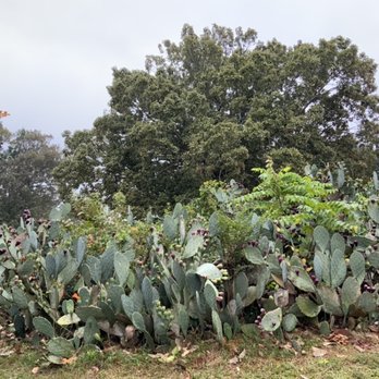 Redcliffe Plantation State Historic Site - Cacti - Parks Near Me - Beech Island, South Carolina Redcliffe Plantation State Historic Site - Cacti - Parks Near Me - Beech Island, South Carolina
