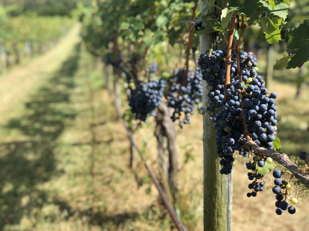 GREAT FROGS 58 Reviews & 113 Photos 3218 Harness Creek Rd