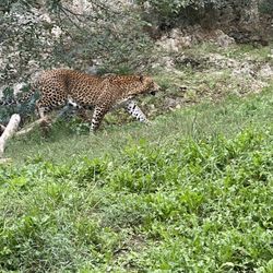Zoo de la Barben