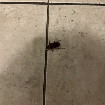 Pho Oceanside - Cockroach in bathroom - Vietnamese Near Me - Oceanside, California Pho Oceanside - Cockroach in bathroom - Vietnamese Near Me - Oceanside, California