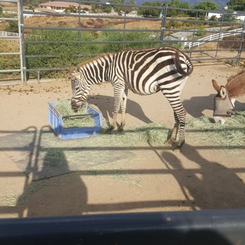 Sugarplum Zoo - A zebra! - Chocolatiers & Shops Near Me - Temecula, California