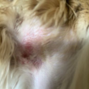 Bow Wow Barbers - Pet Groomers Near Me - Evergreen, Colorado