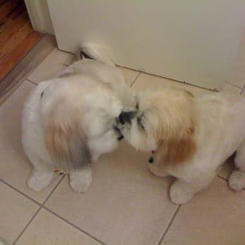 Professional Groom Room - Pet Groomers Near Me
