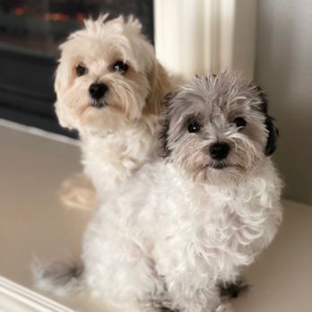 Classy Canine's Wiggle Rumps - Pet Groomers Near Me - Castrovalley, California