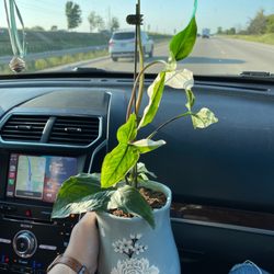 Grow Greenhouse - Albo syngonium