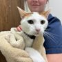 Photo of Cuyahoga Falls Veterinary Clinic